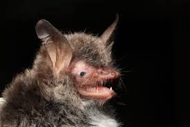 Attēlu rezultāti vaicājumam “Myotis sp.”