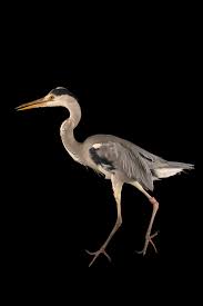 Attēlu rezultāti vaicājumam “Ardea cinerea”