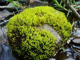 Attēlu rezultāti vaicājumam “Calypogeia integristipula”