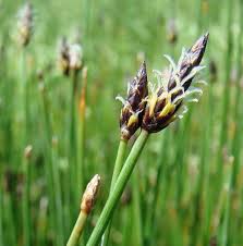 Attēlu rezultāti vaicājumam “Eleocharis uniglumis fruit”