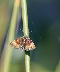 Attēlu rezultāti vaicājumam “Panemeria tenebrata”