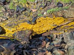 Attēlu rezultāti vaicājumam “Badhamia dubia spores”