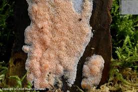 Attēlu rezultāti vaicājumam “Rhodonia placenta”