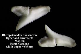 Image result for Rhizoprionodon terraenovae