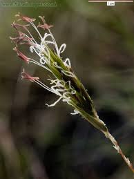 Attēlu rezultāti vaicājumam “Anthoxanthum odoratum flower”