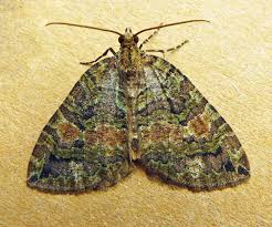 Attēlu rezultāti vaicājumam “Hydriomena furcata”