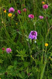 Attēlu rezultāti vaicājumam “Dactylorhiza maculata leaf”