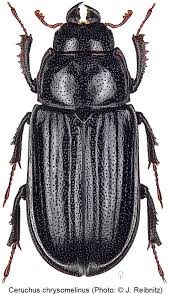 Attēlu rezultāti vaicājumam “Ceruchus chrysomelinus”