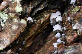 Attēlu rezultāti vaicājumam “Mycena pseudocorticola”