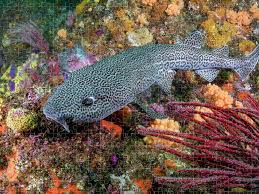 Image result for Poroderma pantherinum