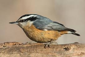 Image result for Sitta canadensis