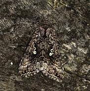 Attēlu rezultāti vaicājumam “Syngrapha interrogationis”