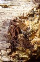 Attēlu rezultāti vaicājumam “Stemonitis lignicola”