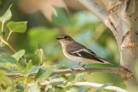 Image result for Ficedula albicollis