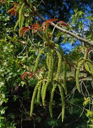 Attēlu rezultāti vaicājumam “Juglans cinerea flower”