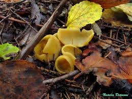 Attēlu rezultāti vaicājumam “Sowerbyella radiculata”