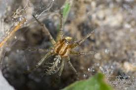 Attēlu rezultāti vaicājumam “Agelena labyrinthica”