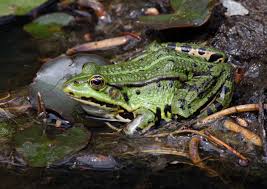 Attēlu rezultāti vaicājumam “Pelophylax”