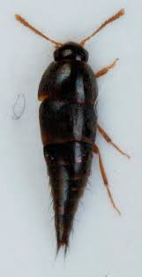 Attēlu rezultāti vaicājumam “Sepedophilus sp.”