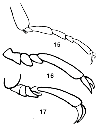 Attēlu rezultāti vaicājumam “Dendrophagus crenatus”