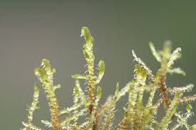 Attēlu rezultāti vaicājumam “Hamatocaulis vernicosus”