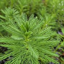 「綠羽毛」的圖片搜尋結果