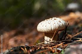 Attēlu rezultāti vaicājumam “Lentinus lepideus”