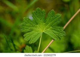 Attēlu rezultāti vaicājumam “Geranium pyrenaicum leaf”