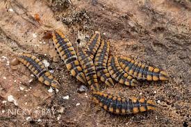 Attēlu rezultāti vaicājumam “Lycidae”