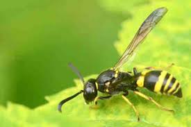 Attēlu rezultāti vaicājumam “Symmorphus sp.”