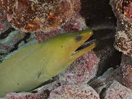 Image result for Gymnothorax funebris