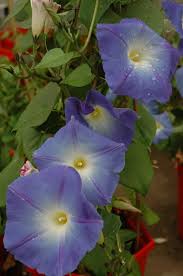 Image result for Ipomoea Heavenly Blue