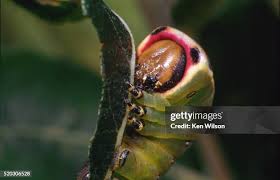 Attēlu rezultāti vaicājumam “Cerura vinula larva”