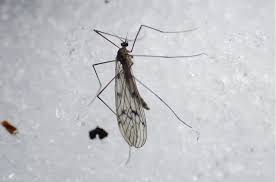 Attēlu rezultāti vaicājumam “Trichia longipalpis macro”