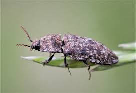 Attēlu rezultāti vaicājumam “Agrypnus murinus”