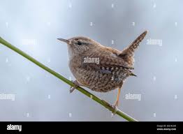 Attēlu rezultāti vaicājumam “Troglodytes troglodytes”