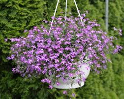 Image result for Lobelien