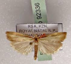 Attēlu rezultāti vaicājumam “Crambus heringiellus”