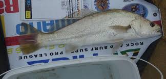 Image result for Argyrosomus japonicus