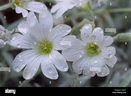 Attēlu rezultāti vaicājumam “Cerastium tomentosum leaf”