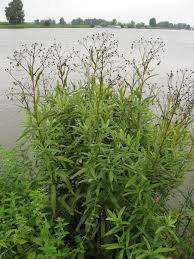 Attēlu rezultāti vaicājumam “Jacobaea paludosa leaf”