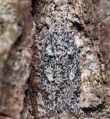 Attēlu rezultāti vaicājumam “Semioscopis oculella”