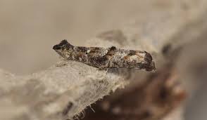 Attēlu rezultāti vaicājumam “Epermeniidae”