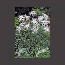 Attēlu rezultāti vaicājumam “Dianthus arenarius flower”