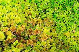 Attēlu rezultāti vaicājumam “Sphagnum flexuosum”