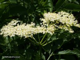 Attēlu rezultāti vaicājumam “Sambucus nigra flower”
