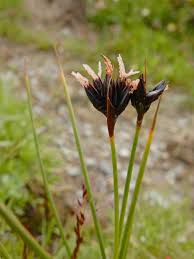 Attēlu rezultāti vaicājumam “Schoenus ferrugineus flower”