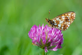 Attēlu rezultāti vaicājumam “Clossiana selene”