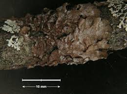Attēlu rezultāti vaicājumam “Melanohalea olivacea”
