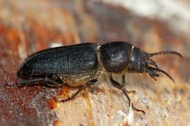 Attēlu rezultāti vaicājumam “Spondylis buprestoides”